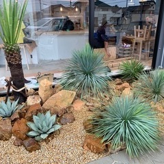 アガベ｜助け合い｜ジモティー