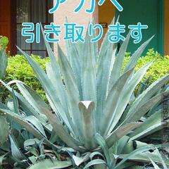 アガベ｜助け合い｜ジモティー