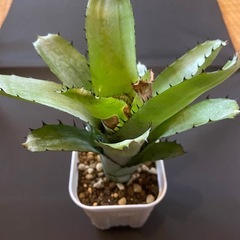 タンクブロメリアの中古が安い！激安で譲ります・無料であげます