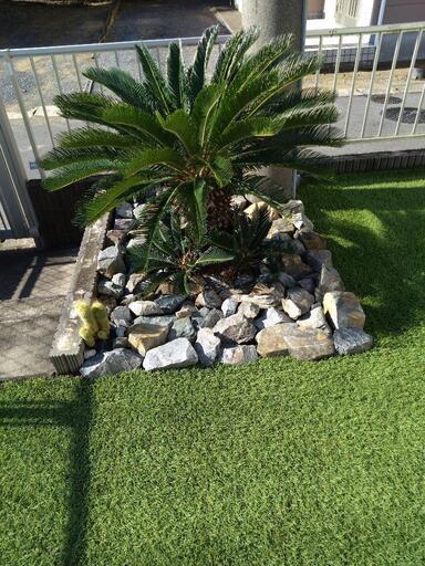 ソテツ蘇鉄4ヘッドドライガーデンにも (さとまる) 椎柴のその他の中古