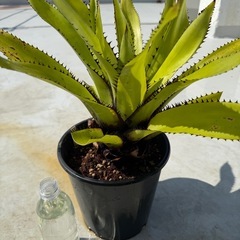 タンクブロメリアの中古が安い！激安で譲ります・無料であげます