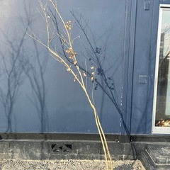 アオダモの中古が安い！激安で譲ります・無料であげます｜ジモティー