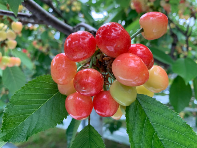 まっちゃんトコnoさくらんぼ】予約・アクセス・割引クーポン - じゃらんnet