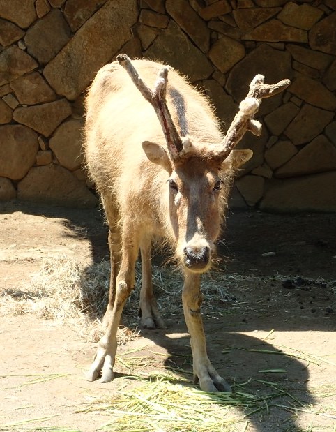 多摩動物公園：雌のシカに角 研究者が注目 | 毎日新聞