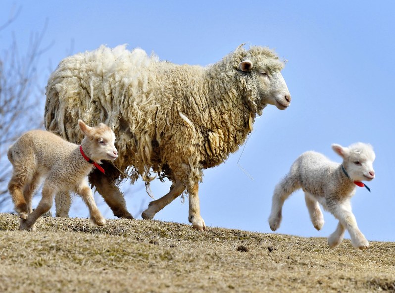 ヒツジ：どんどんモコモコ めえめえ牧場 奈良・山添村 | 毎日新聞