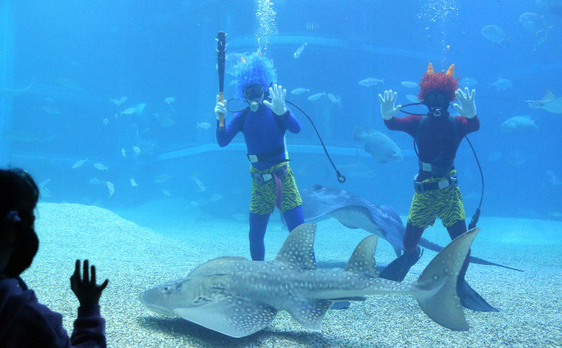 オニさんダイバー」登場 大阪・海遊館 | 毎日新聞