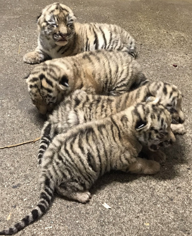 アムールトラの赤ちゃん4頭誕生 11年ぶりに繁殖成功 秋田・大森山
