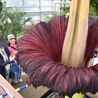 全長2m超 世界最大級の花「ショクダイオオコンニャク」開花 宮崎 [写真
