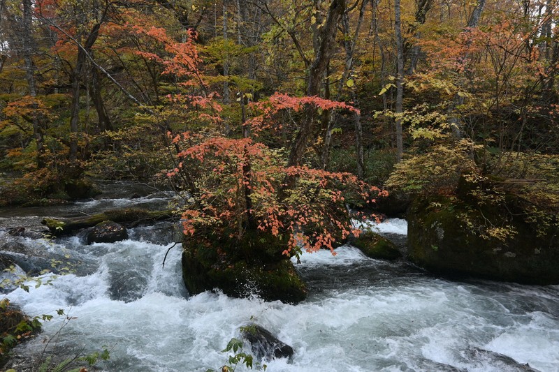 奥入瀬渓流で紅葉が見ごろ 黄やオレンジに色付き 青森・十和田 [写真
