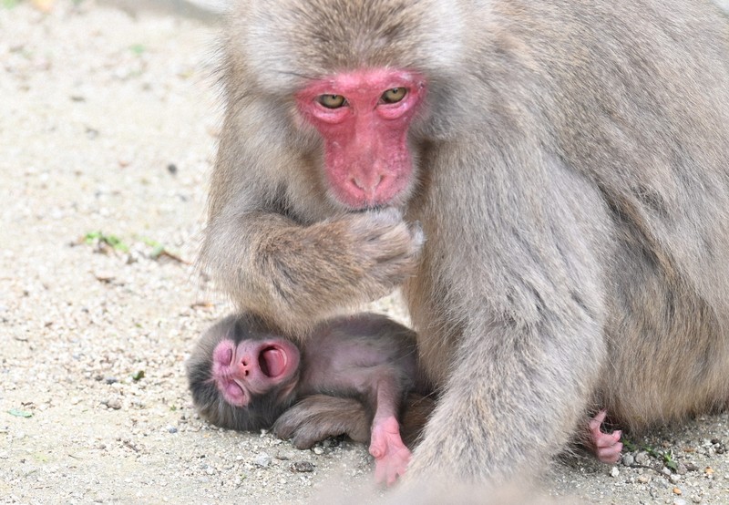 大分・高崎山で今年初のサルの赤ちゃん 名前は「バンパク」 [写真特集1