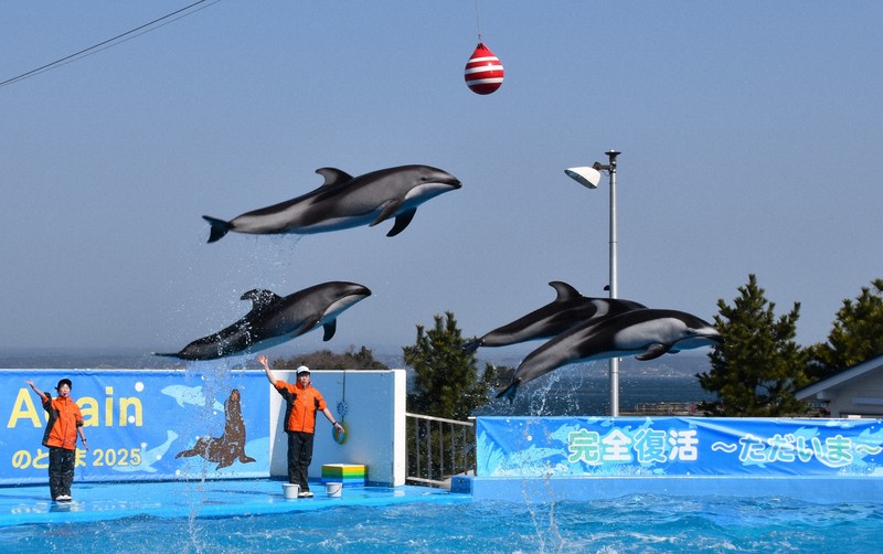 イルカもアシカも祝福 能登地震で被災「のとじま水族館」が完全復活