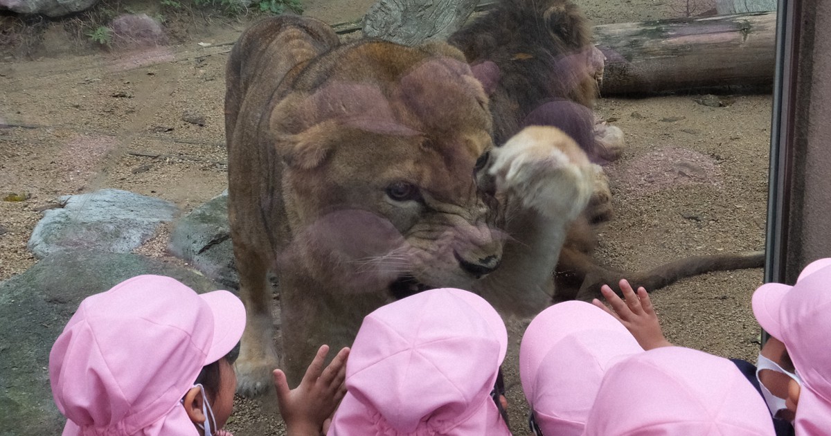 1951年 王子動物園 開園記念 ノベルティ おがくず人形 ライオン 1951年