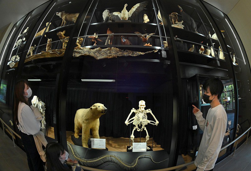 View＋：天王寺動物園 TENNOJI ZOO MUSEUM 標本