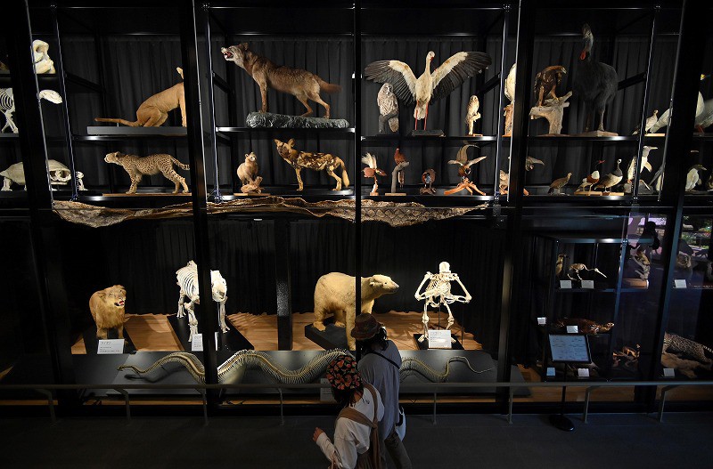 View＋：天王寺動物園 TENNOJI ZOO MUSEUM 標本