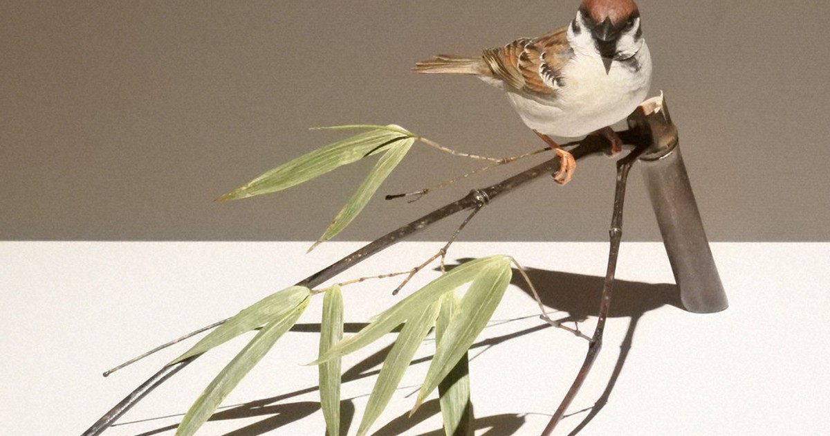 本物そっくり 野鳥の木彫り 飯田さん作品展 三次 ／広島 | 毎日新聞