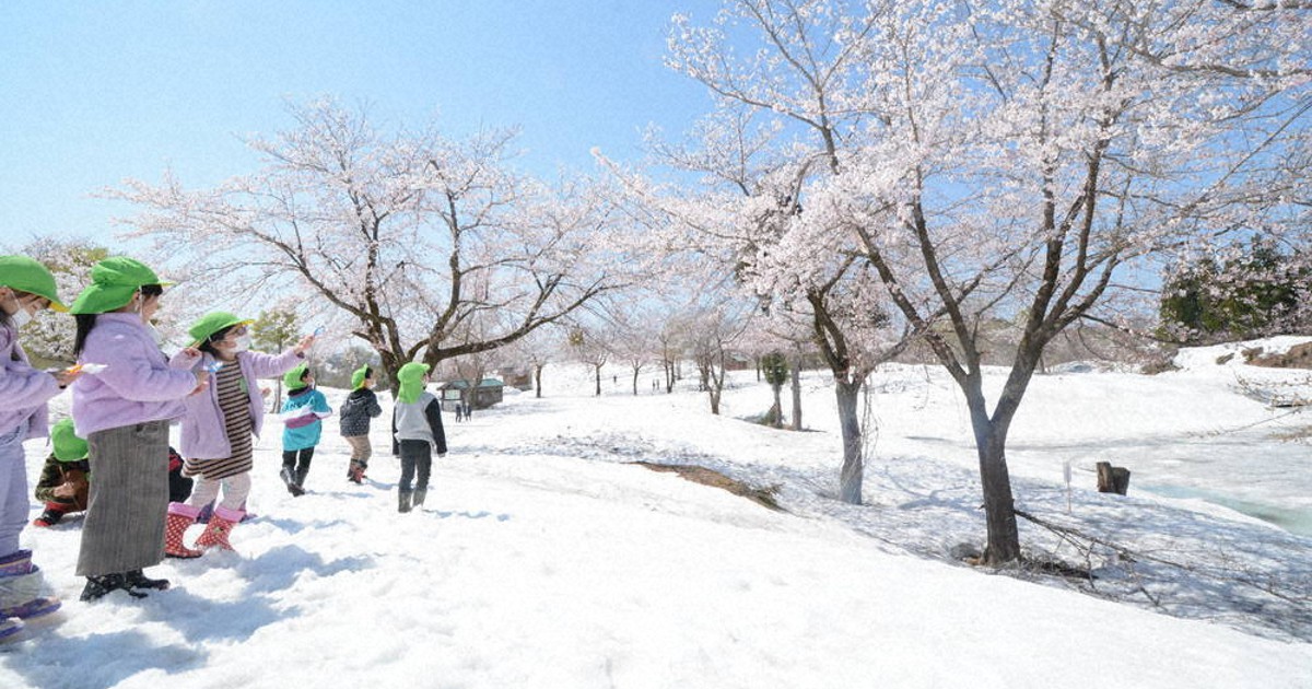 雪上桜、快晴に映える ピンクと白の調和、美しく 新潟・魚沼 | 毎日新聞