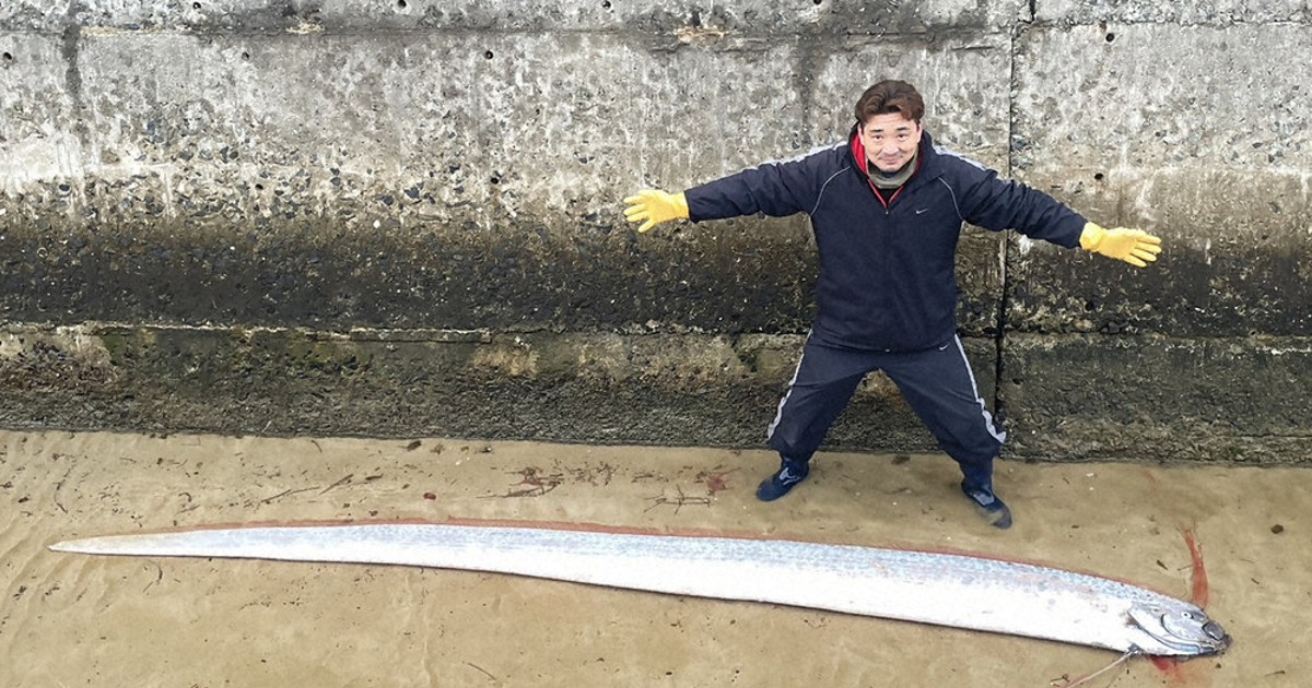 島民ビックリ!! リュウグウノツカイ漂着、体長4.1m 福岡・大島 | 毎日新聞