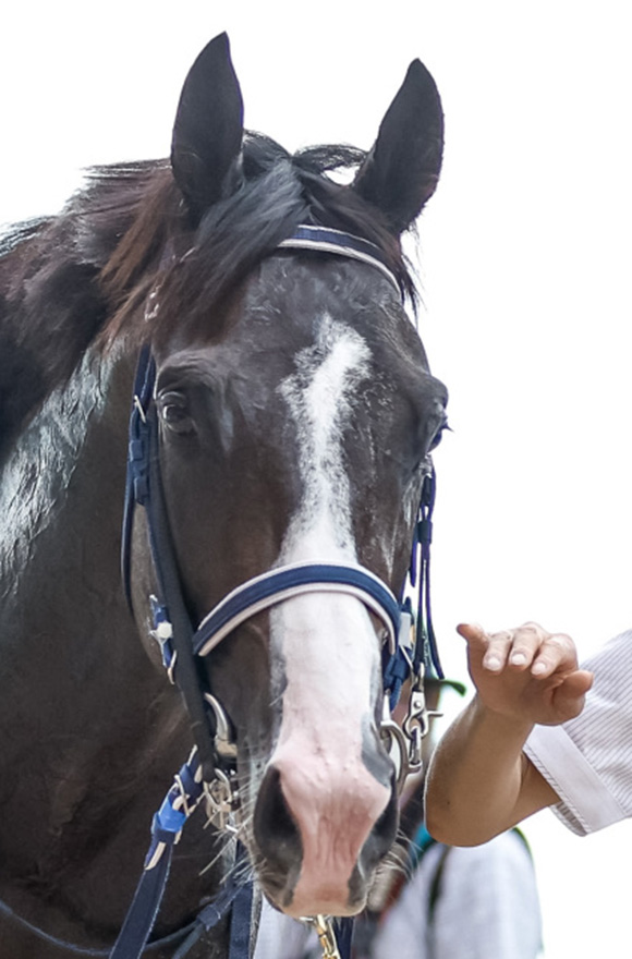 皐月賞2026特集 | netkeiba 競馬予想・結果・速報・オッズ・出馬表