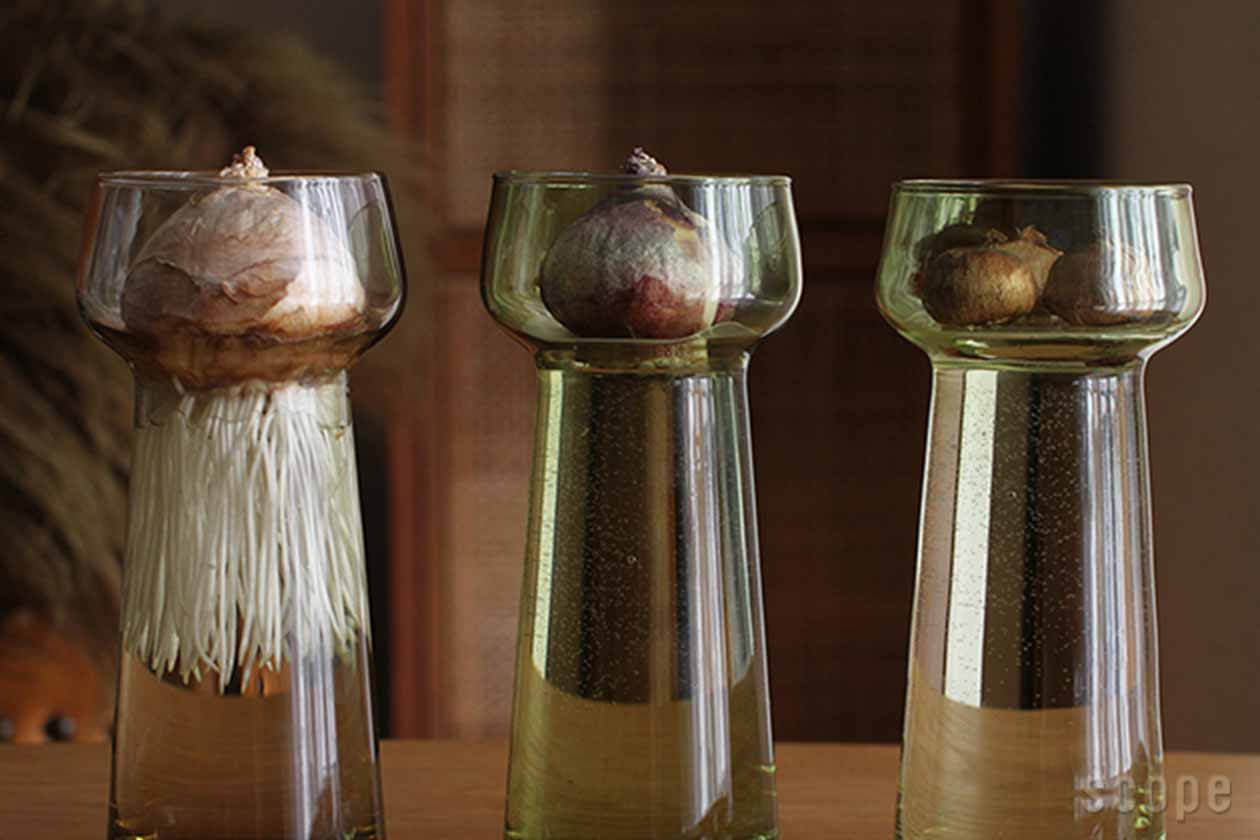 販売終了】Celebrate | Holmegaard (ホルムガード)