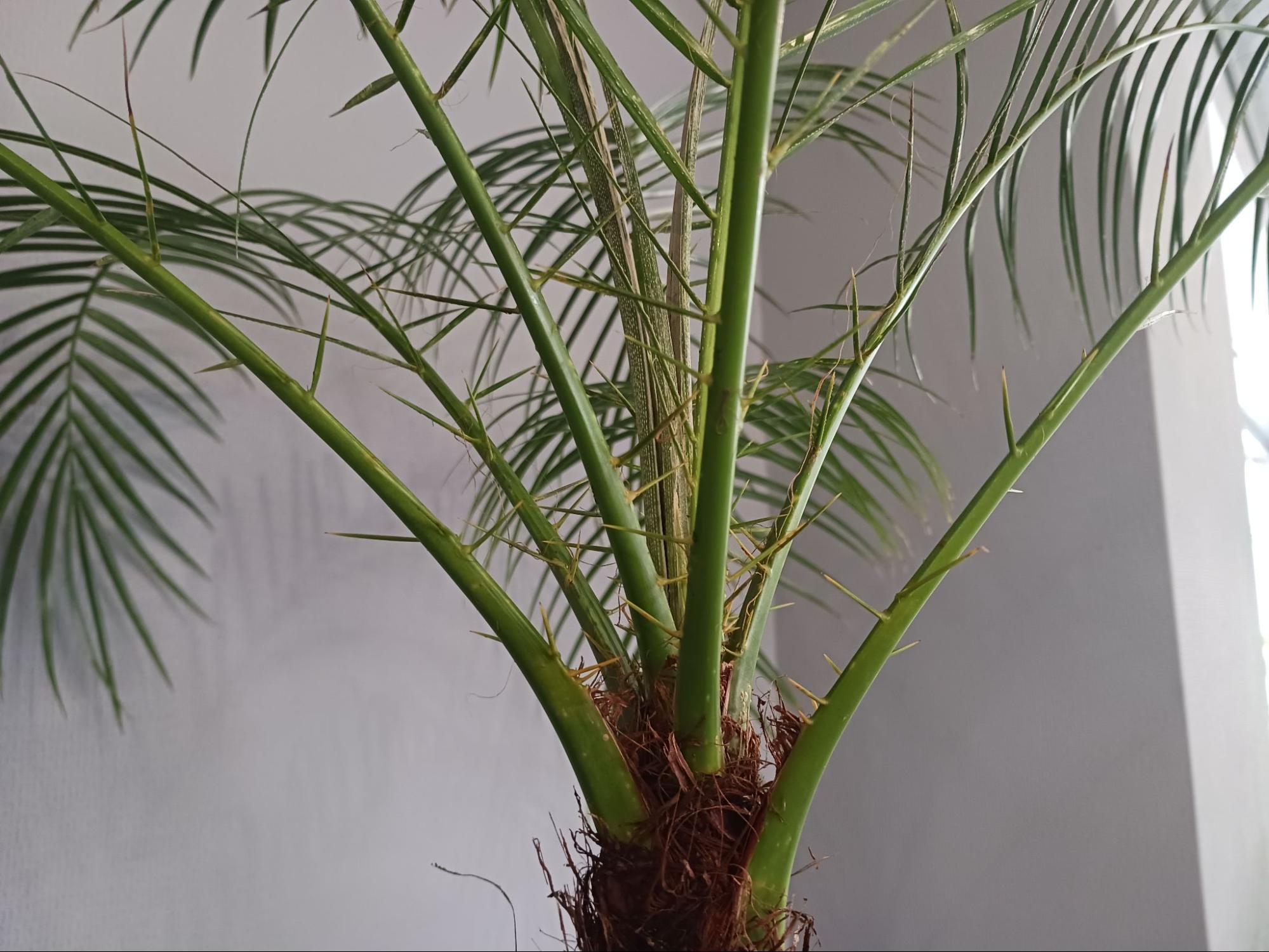 フェニックス・ロベレニーの育て方｜冬に枯らさない、越冬方法もご紹介