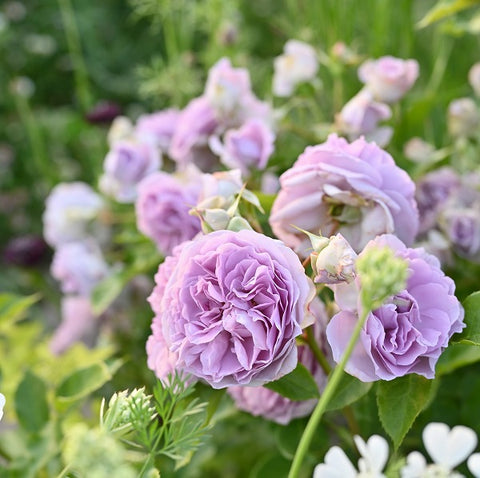 展示会用の見本苗】レヴリ（2588M） – はなはなショップ