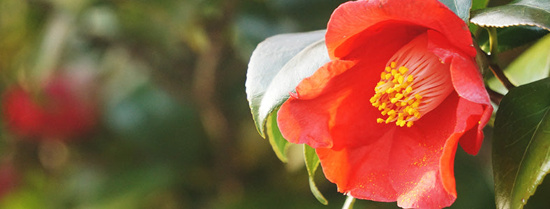 椿（ツバキ)盆栽の販売｜盆栽妙 – 盆栽妙 本店