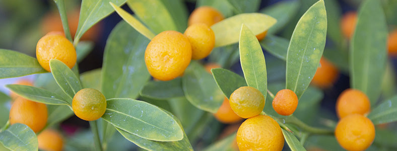 キンズ（金豆）盆栽の販売｜盆栽妙 – 盆栽妙 本店