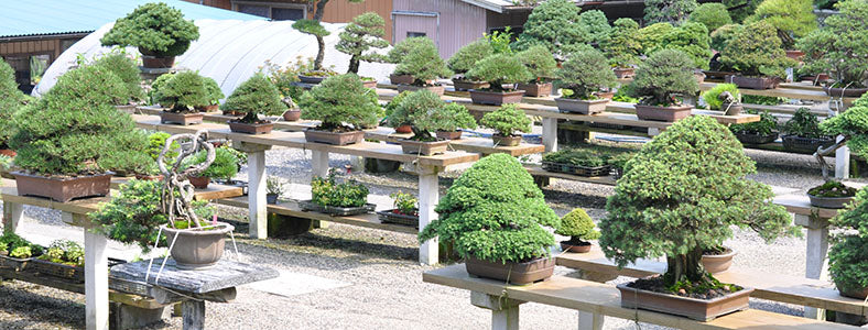 錦松（ニシキマツ）盆栽の販売｜盆栽妙 – 盆栽妙 本店