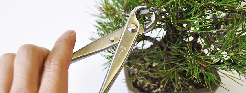 コブ切の販売｜盆栽妙 – 盆栽妙 本店