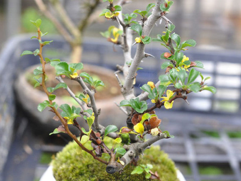 長寿梅 – 盆栽妙 本店