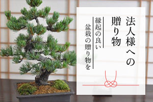 盆栽道具7点セットを販売｜盆栽妙 – 盆栽妙 本店