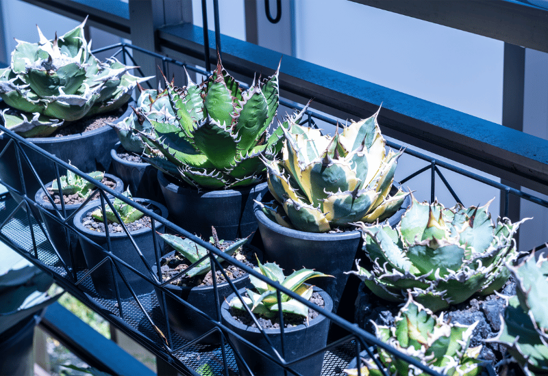 アガベ（リュウゼツラン）の育て方｜水やり管理と肥料の与え方で美しく