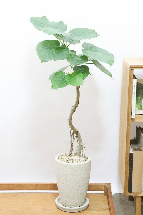 幹の曲がり具合が良いウンベラータ！あなたのお気に入りは？| 観葉植物