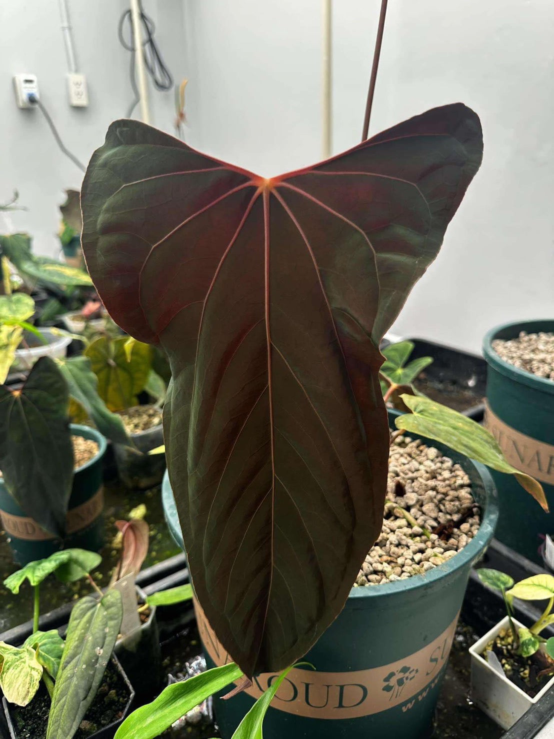 限定1株】アンスリウム PAP x RL 斑入り確認株 – RARE PLANTS JAPAN