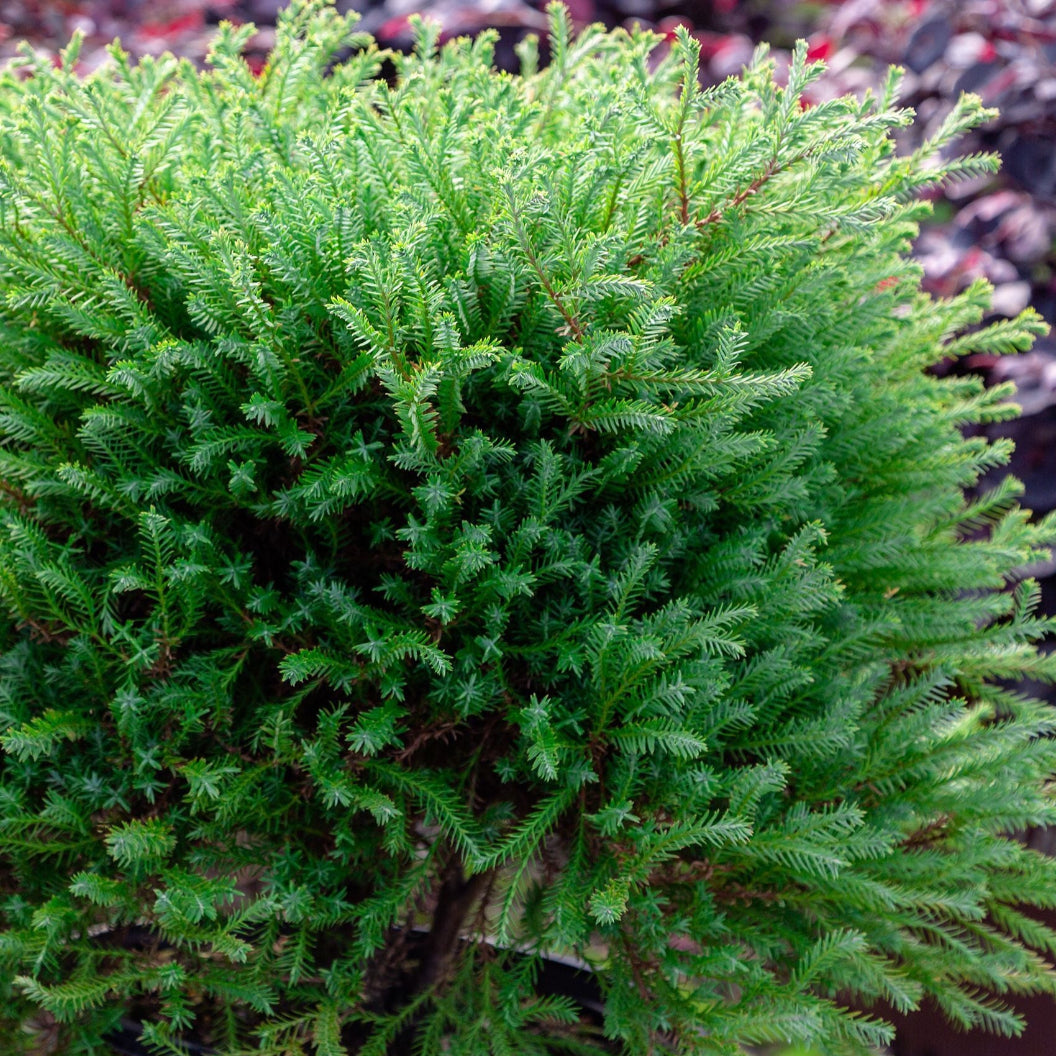 Southern Living Pancake™ Arborvitae Shrubs for Sale