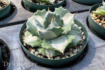 アガベの種類を紹介します | AONOKI【沖縄最大の観葉植物生産者】