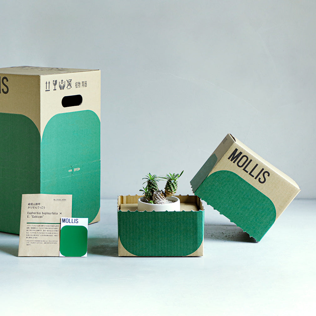 パキポディウム ラメリー – MOLLIS