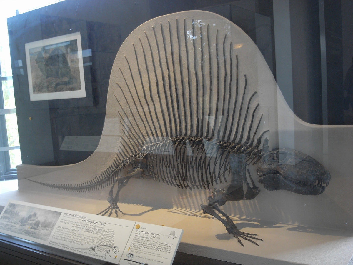 背中に帆を持つペルム紀の大型肉食動物 — ディメトロドン —