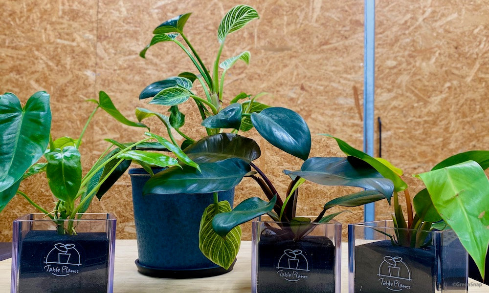 フィロデンドロンの種類図鑑｜希少種や斑入りの品種を写真でご紹介