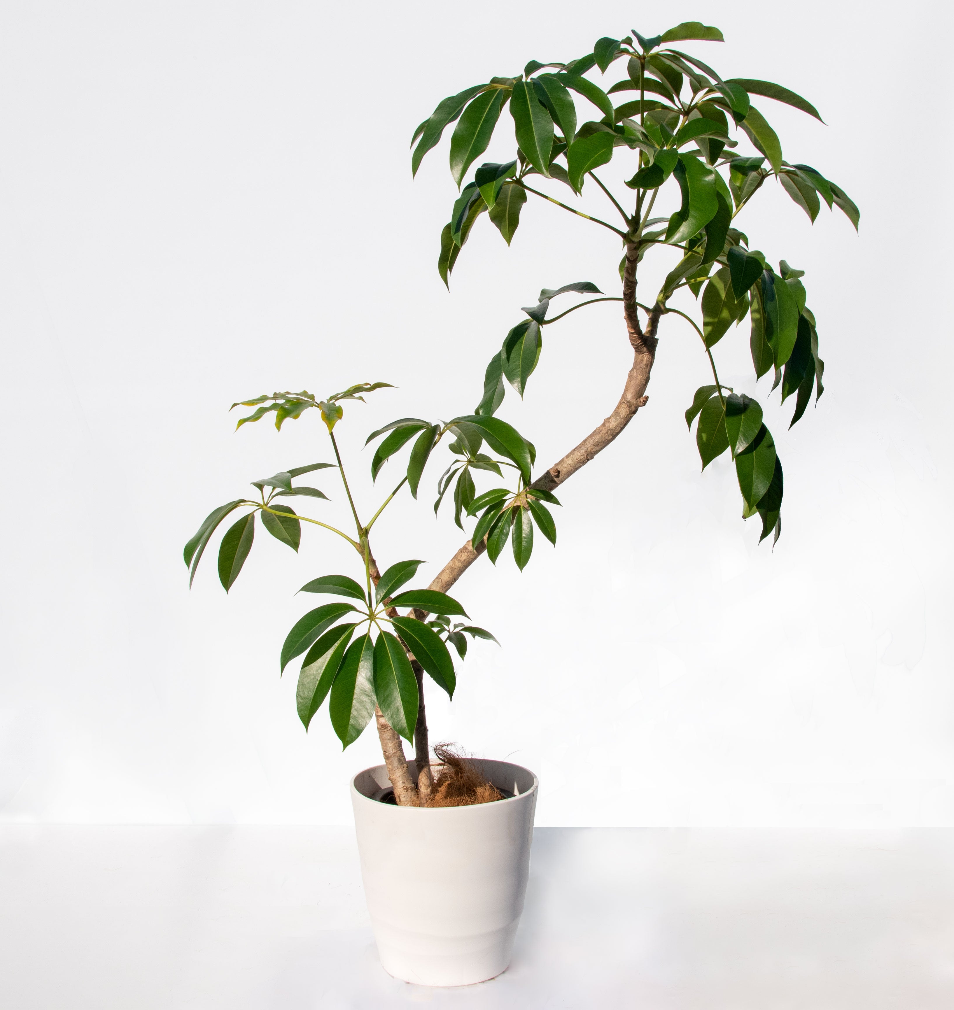 ツピタンサス 8号 沖縄の観葉植物 No.215の通販 | GreenSnap STORE