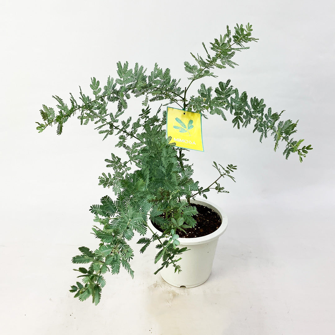 限定42個】ミモザ・アカシア 6号 ※予約商品:3/16まで 出荷予定:3/21の