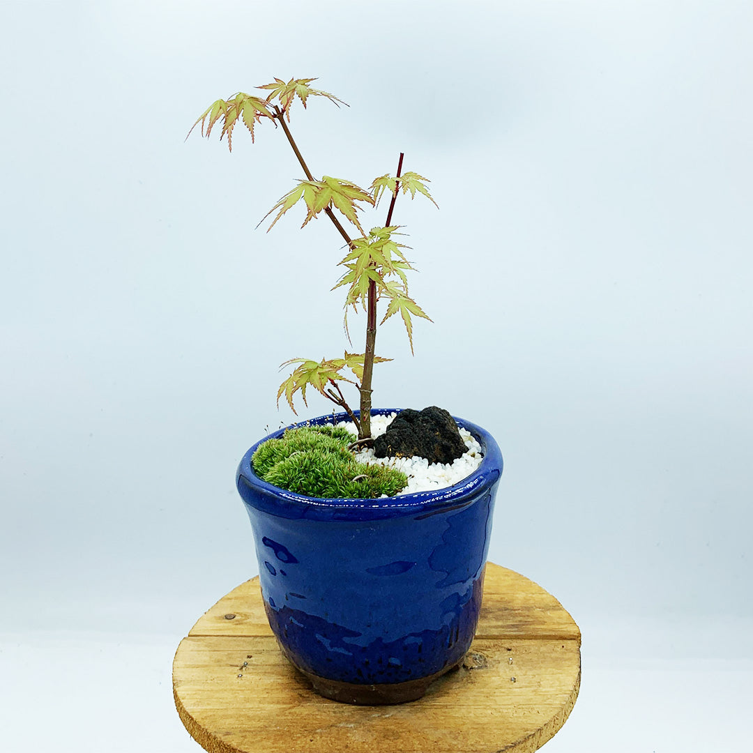 オリーブ 古木 盆栽 5号鉢つき ① オリーブ古木盆栽5号陶器鉢つき