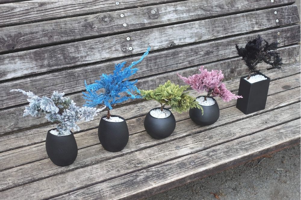 ドライ盆栽® ブラック 黒陶器 枯れ盆栽の通販 | GreenSnap STORE