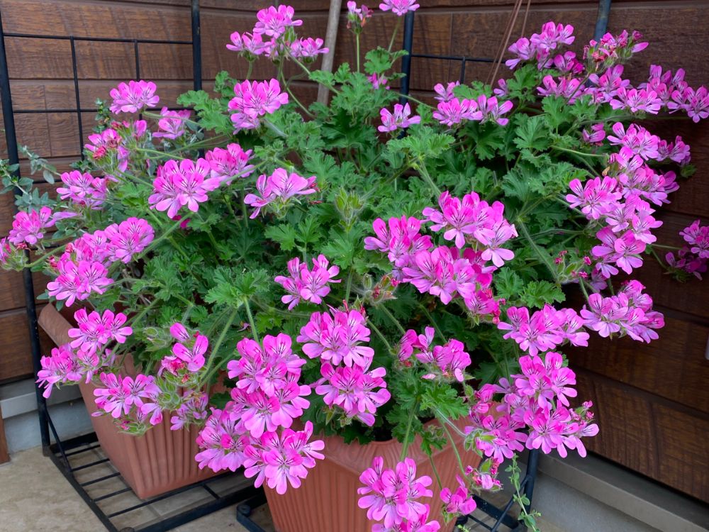 ゼラニウムの種類図鑑｜珍しい品種や人気品種一覧を写真でご紹介