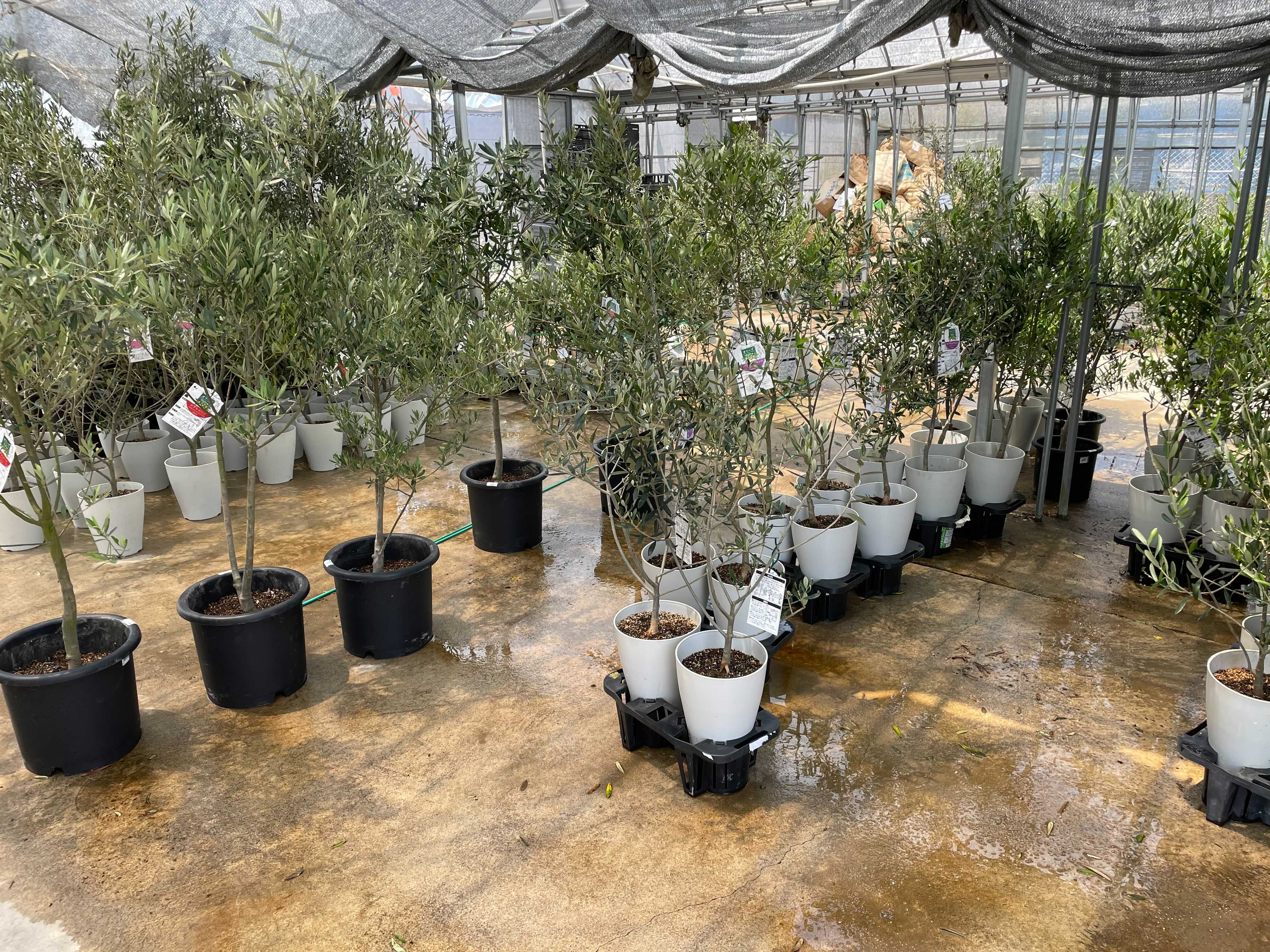 オリーブの木 6号 （高さ約70cm）瀬戸内産 品種はおまかせの通販