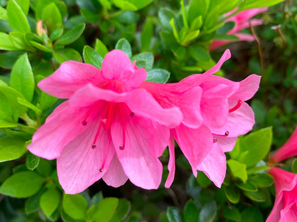 写真で見るツツジの種類一覧｜花の色や大きさなどの見分け方は？