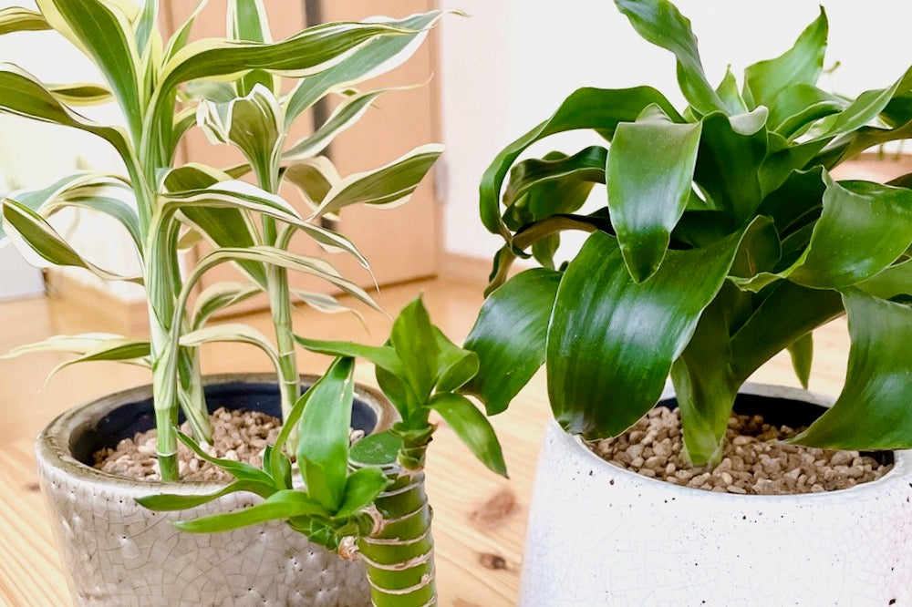 ドラセナの種類図鑑｜細い葉や赤い葉をもつ品種の名前は？