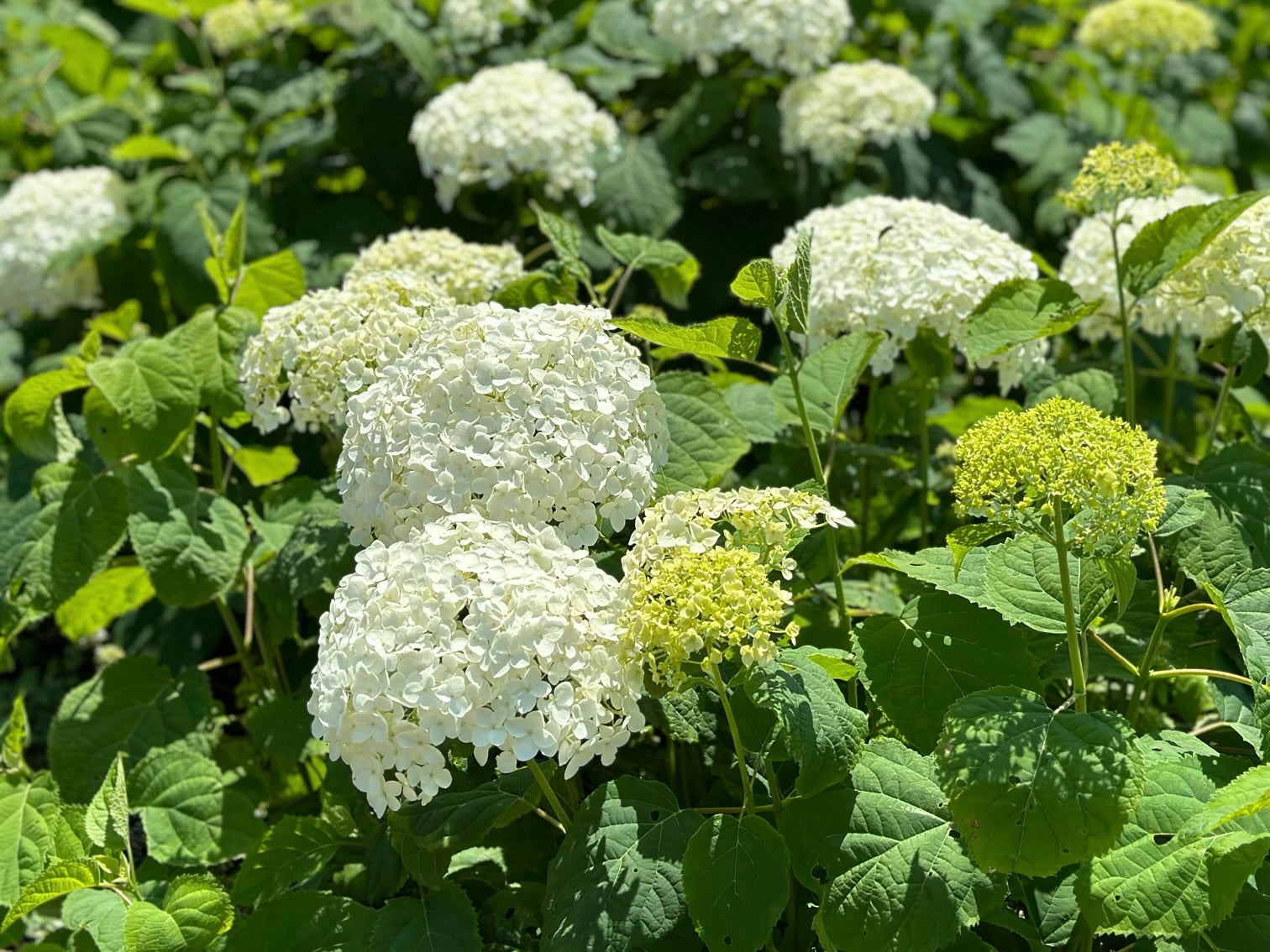 アナベルの挿し木のやり方を解説！時期や成功のコツは？