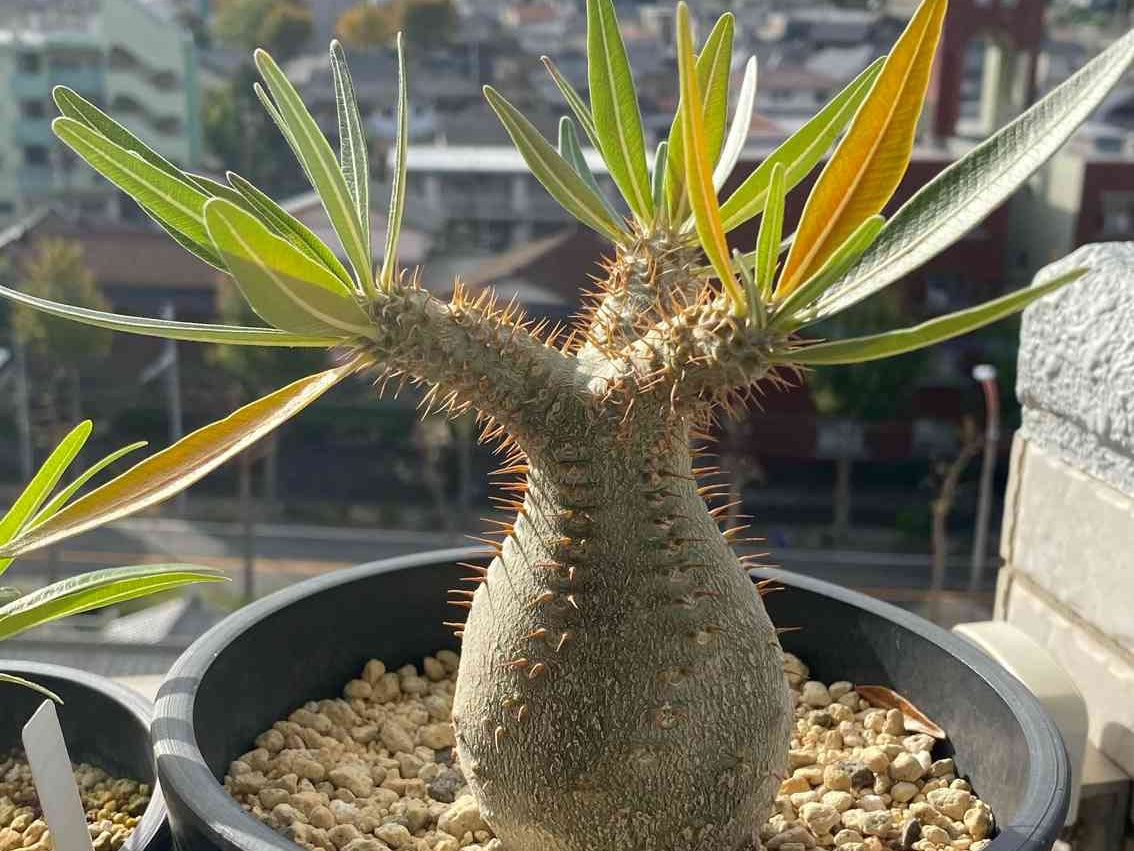 パキポディウムの種類｜人気ランキング上位種や希少種はどれ？