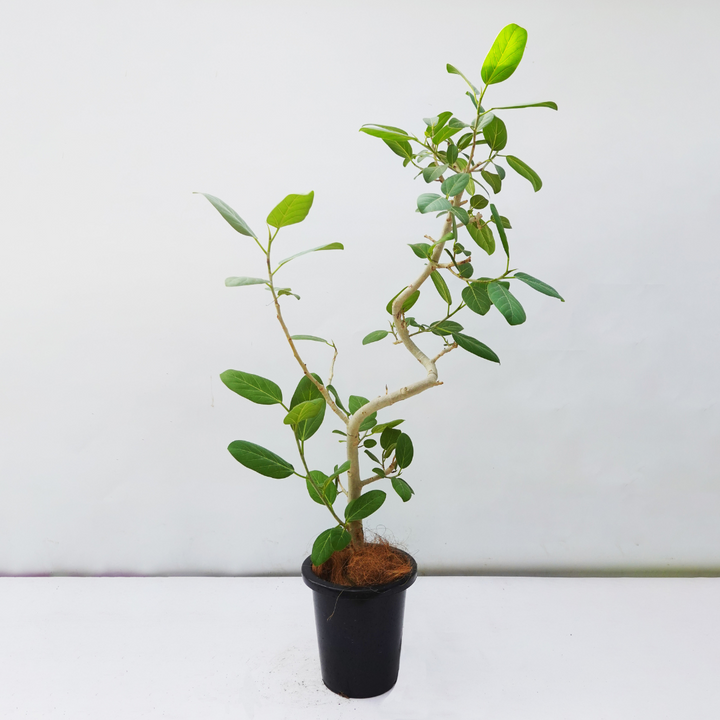 一点物】フィカス・ベンガレンシス 8号 高さ約140cm 沖縄の観葉植物 No